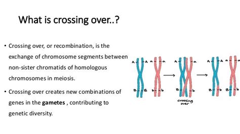 Crossing over, Concepts, Examples, Questions