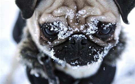 🔥 [100+] Snow Puppies Free Wallpapers | WallpaperSafari