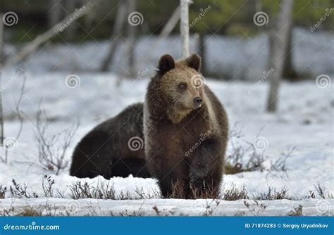 Cubs of Brown Bear (Ursus Arctos) Stock Image - Image of europe ...