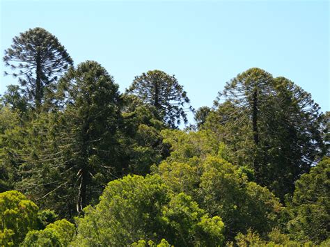 Bunya Mountains National Park | Parks and forests | Department of Environment, Science and ...