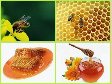 Business Ideas | Small Business Ideas: Honey Bee Farming Income ...