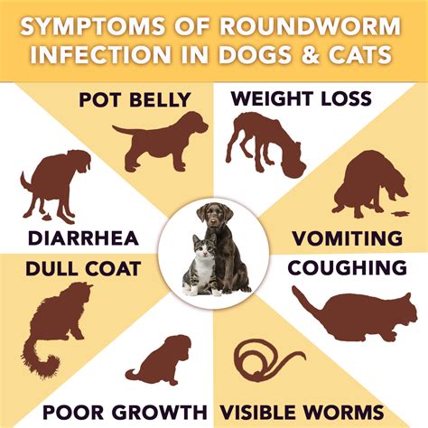 Roundworms In Cats