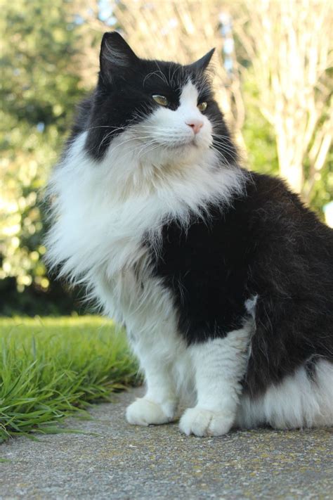 Tuxedo Cat Facts and Characteristics | Cat Evolution