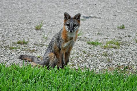 Are Florida Foxes Dangerous? - Wildlife Troopers