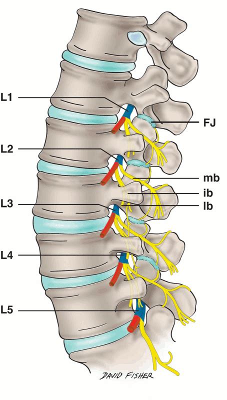 A visual tour of the lumbar nerve roots - by Tom Jesson