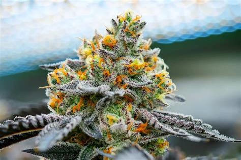 Best cannabis strains of summer 2020 | High Green News