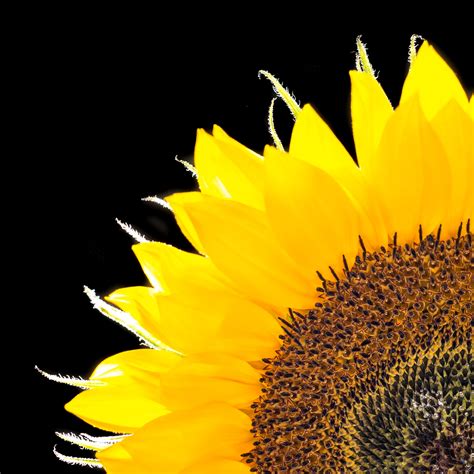 Close up photo of sunflower HD wallpaper | Wallpaper Flare