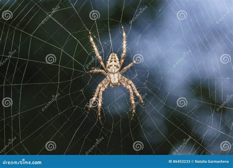 Spider Garden-spider Lat. Araneus Kind Araneomorph Spiders Of The ...