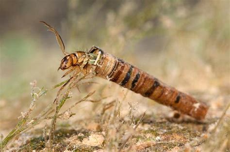 Fly Fishing Entomology Course | The Catch and The Hatch