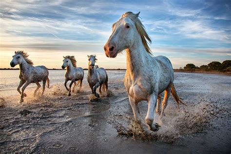 The Camargue horse workshop in France, 2016: The white horses of the Camargue: Scott Stulberg ...