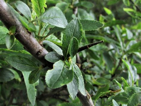 Blackthorn (Sloe), Prunus spinosa