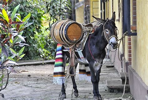 Burro Facts: Animals of North America - WorldAtlas