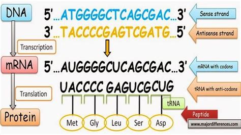 Major Differences.com | Dna transcription, Dna, How to memorize things