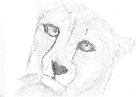 Cheetah Face Drawing at PaintingValley.com | Explore collection of Cheetah Face Drawing