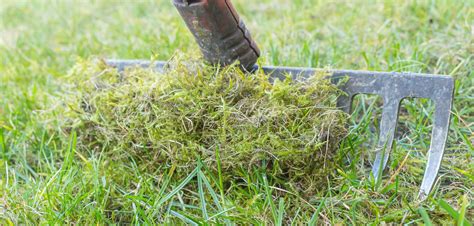 The Lawn Moss Killer Guide of 2021 | How to get rid of moss | MOOWY