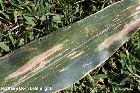 Northern corn leaf blight | UMN Extension