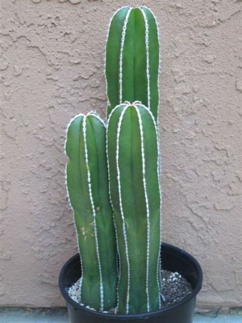 Pin on Pachycereus