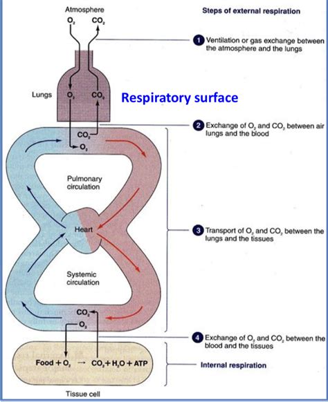 Respiration- External respiration (fish) Diagram | Quizlet