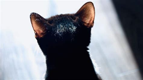 Why Are My Cats Ears Hot? Oh, I See! – animalfoodplanet