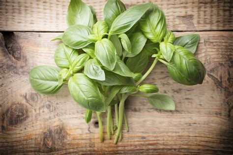 Basil Leaf Tips Are Browning & Curling | Healthfully