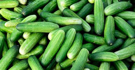 What Are the Different Types of Cucumber Plants? | Gardener’s Path