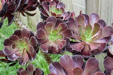 Aeonium Arboreum: The Rose of Succulents