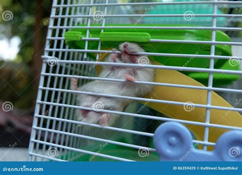 Baby Winter White Hamster stock image. Image of grey - 86359429