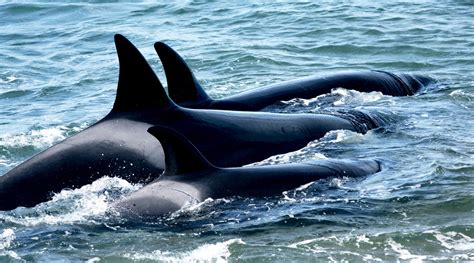 Galería de Fotos de Orcas Stunning Orca Photo Gallery: Explore the ...