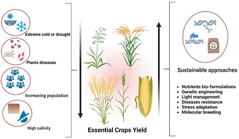 Agronomy | Free Full-Text | Enhancing Essential Grains Yield for Sustainable Food Security and ...