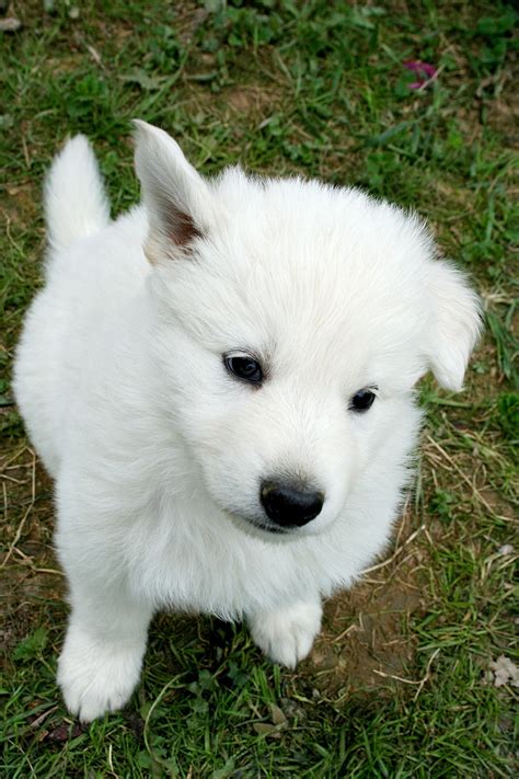 Free Images : puppy, pets, vertebrate, dog breed, samoyed, siberian ...