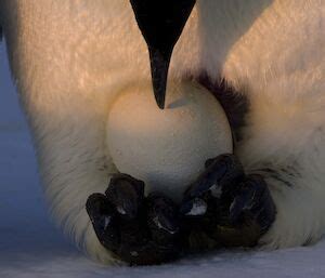 Emperor penguin breeding cycle – Australian Antarctic Program