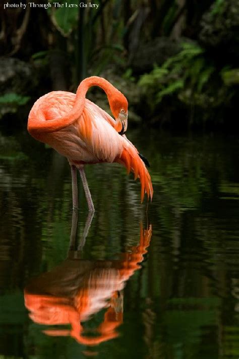 Flamingo Gardens Celebrates 85 Years! Established in 1927, Flamingo Gardens is one of the oldest ...