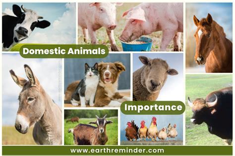 Importance Of Domestic Animals in Our Lives | Earth Reminder