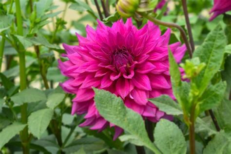 Premium Photo | A pink dahlia flower in a garden