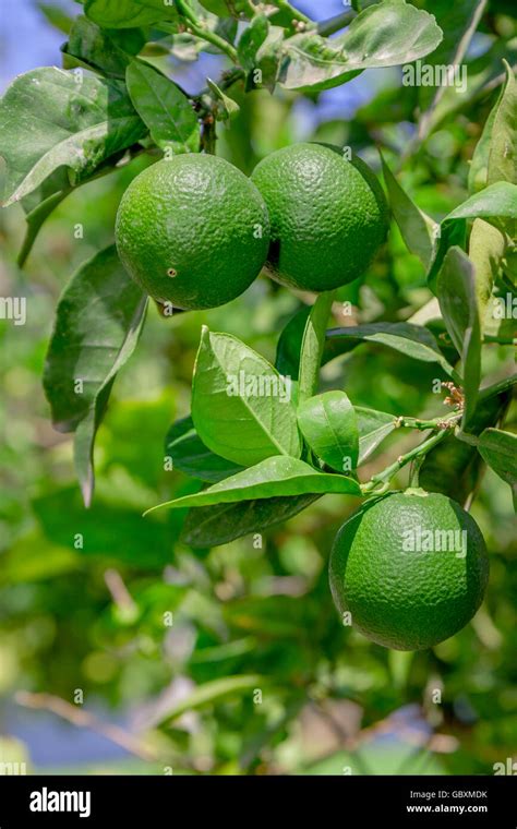 green lemon - lemon tree - limes - lime tree Stock Photo - Alamy