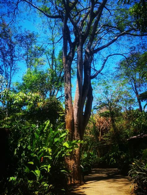 Arbol de Guanacaste | Plants