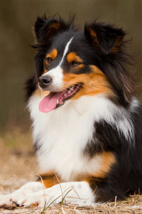 Top 29 Most Popular Border Collie Mixes You’ll Want to Add to Your Home ...