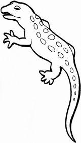 Gecko Coloring Pages sketch template
