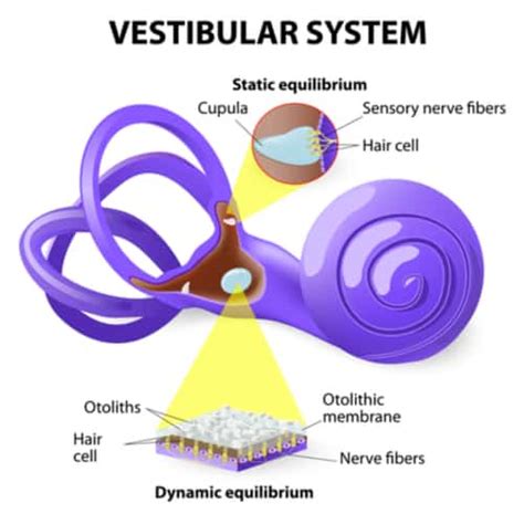 The Vestibular System in Spanish | Doc Molly