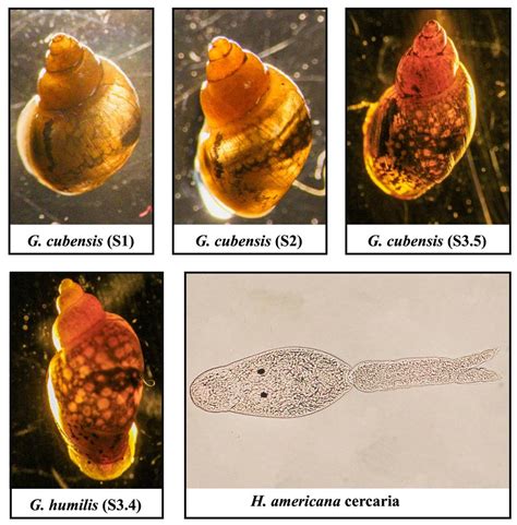 Parasite fatal to dogs found in CA along river. See symptoms | Sacramento Bee