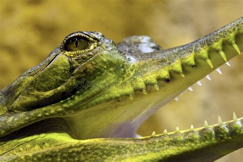 Gharial Green Eye And Teeth Closeup Stock Image - Image of basking ...