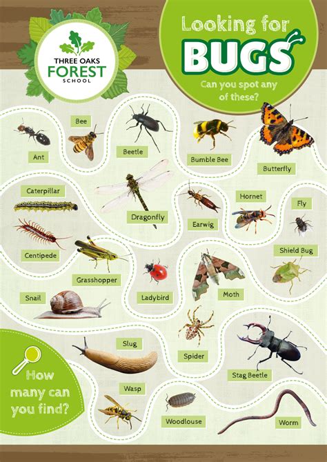 Bug Identification Sign - Perfect for Nature Areas & Forest Schools