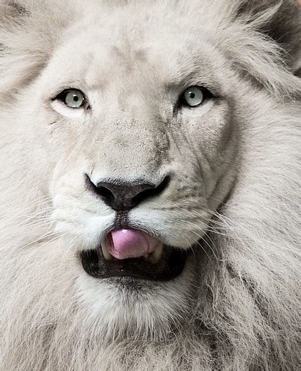 An albino Lion! | BIG BEAUTIFUL FELINES | Pinterest