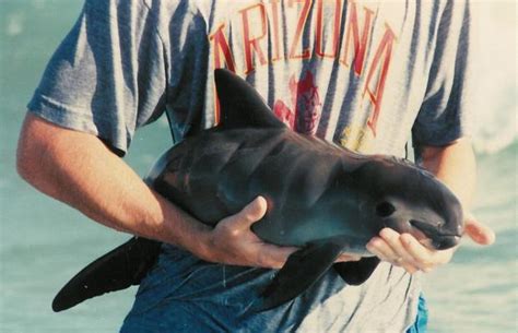 Efforts to save critically endangered vaquita – Rocky Point 360