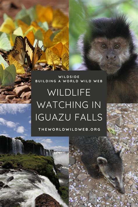 Wildlife Watching in Iguazu Falls