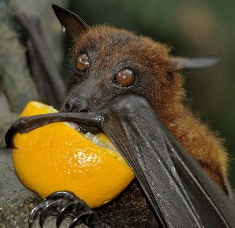 rainforest fruit bat eating fruit - Google Search