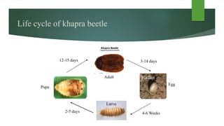 Khapra beetle | PPT | Free Download