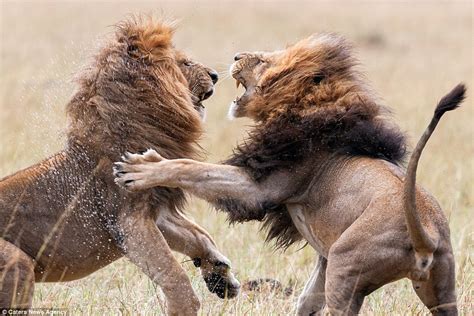 Kenya lions fight for the right to lead their pride in amazing pictures | Daily Mail Online