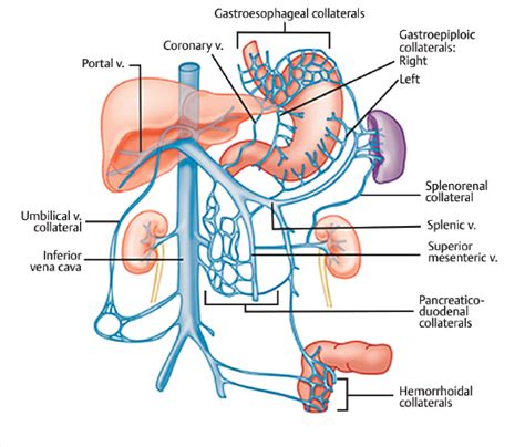 Portal Hypertension Pathophysiology