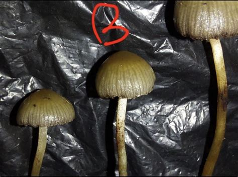 ‘Psilocybe strictipes’ (Photo and ITS Sequence Comparisons) : r ...